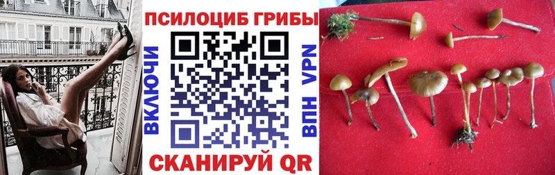 Галлюциногенные грибы Psilocybe закладки Дубна